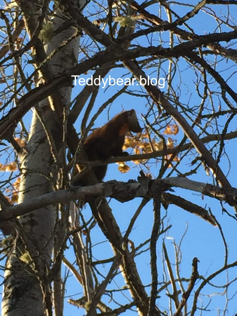 Tree buddy