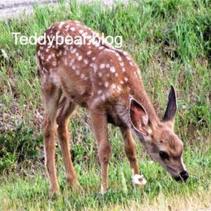 Baby Deer