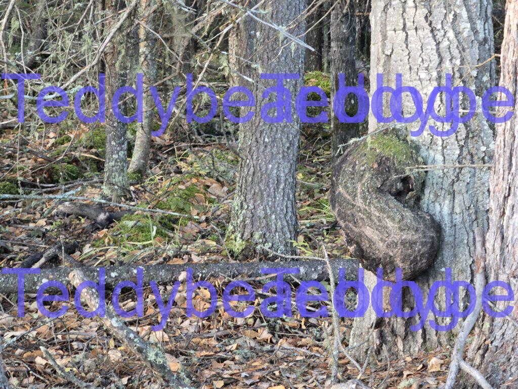 tree growth